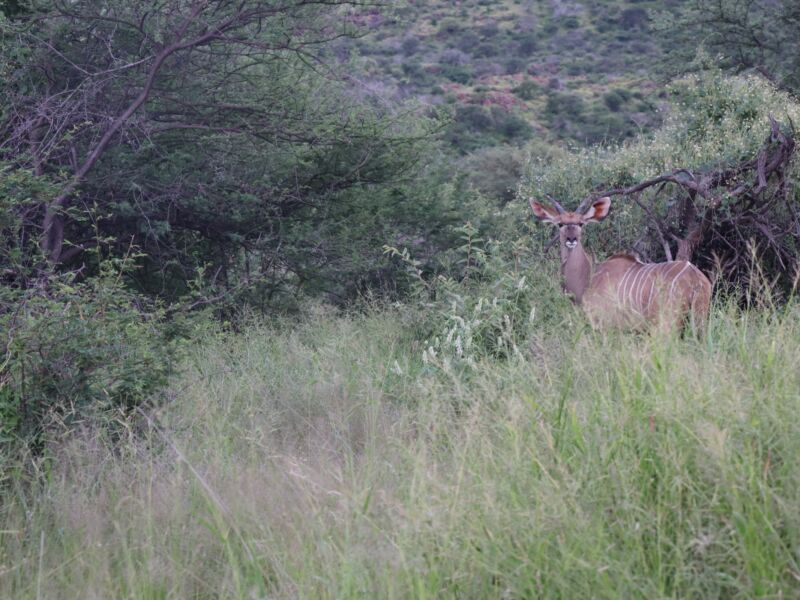 Wildlife